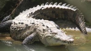 Seekor Buaya Muara Sepanjang 2 meter Menyatroni Rumah Warga