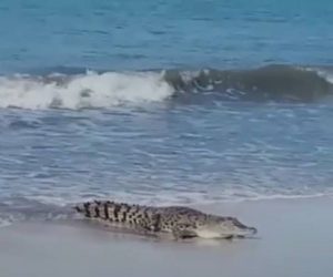 Buaya Bebas Berkeliaran Di Pantai Wisata Belitung Timur