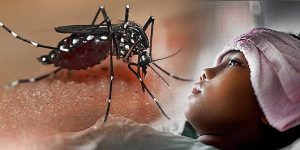 Tercatat 8 Kasus Meninggal Dunia Akibat Demam Berdarah Dengue (DBD) di Belitung, Kasus Terjadi Pada Bayi dan Anak-anak