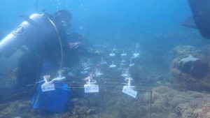 Komunitas Diving Belitung Timur Gwen Dive Community Adakan kegiatan Kolaboraksi Wisata Bahari Belitung Timur, Siap Dukung Konsep Wisata Bahari Berkelanjutan