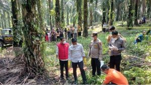 Warga Geger Temukan Mayat di Kebun Kelapa Sawit Belitung Timur